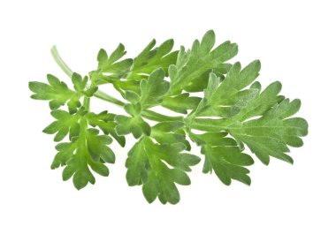 Beyaz bir arka plan üzerinde tek adaçayı fışkın