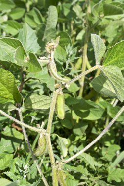 Soya bakla bir soya çiftlikte