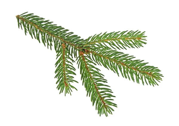 흰색 배경에 고립 된 크리스마스, 녹색 전나무 지점 — 스톡 사진