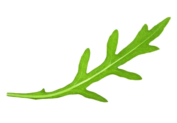 Zöld friss rucola levél elszigetelt fehér background. Sült saláta kitûnõ le — Stock Fotó