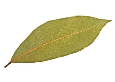 Beyaz bir arka plan üzerinde izole aromatik defne yaprağı