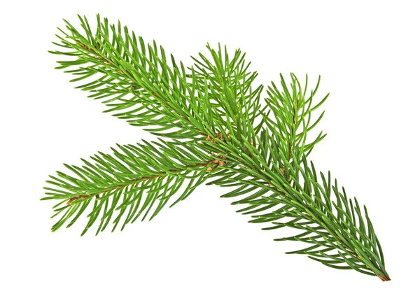 Branch of fir-tree isolated on a white background — Stock Photo, Image