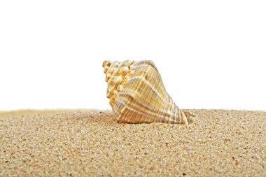 Seashell kum, beyaz arka plan üzerinde
