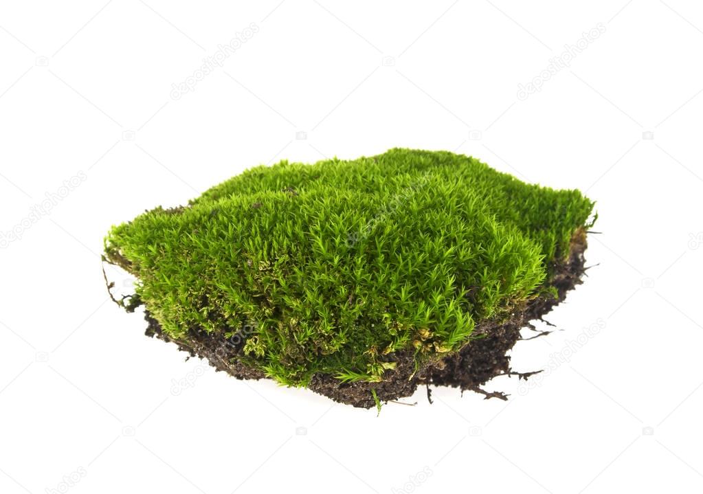 Green moss on white background