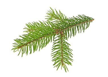 Beyaz arkaplanda çam ağacı dalı izole edildi