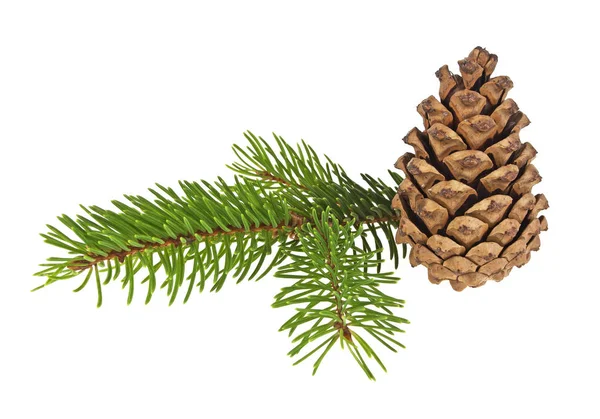 Fir tree branch and cone isolated on a white background — Stock Photo, Image