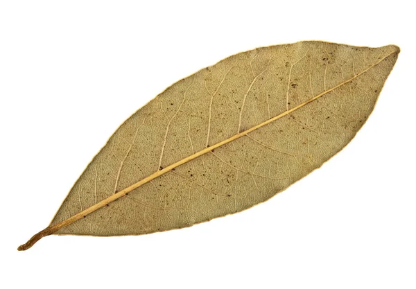 Suchý bobkový list izolované na bílém pozadí — Stock fotografie