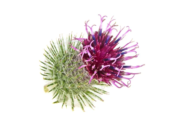 Dulavratotu çiçek beyaz arka plan üzerinde