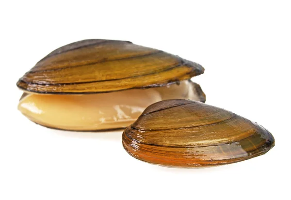 Swan mussels on a white background, large species of freshwater — Stock Photo, Image