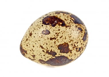 Beyaz arka plan üzerinde izole tek Bıldırcın yumurta