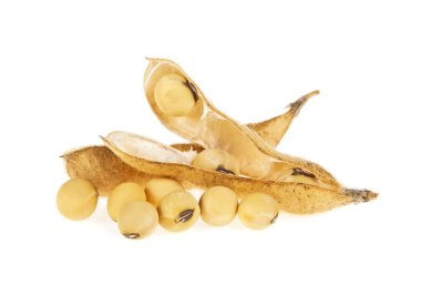 Beyaz arka plan üzerinde izole soya bakla. Soya - protein bitki 