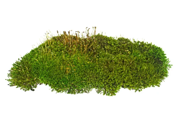 Зеленый мох изолирован на белом фоне, крупным планом — стоковое фото