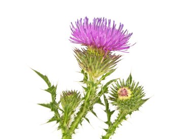 Deve dikeni çiçeği ve beyaz arka plan üzerinde izole bud