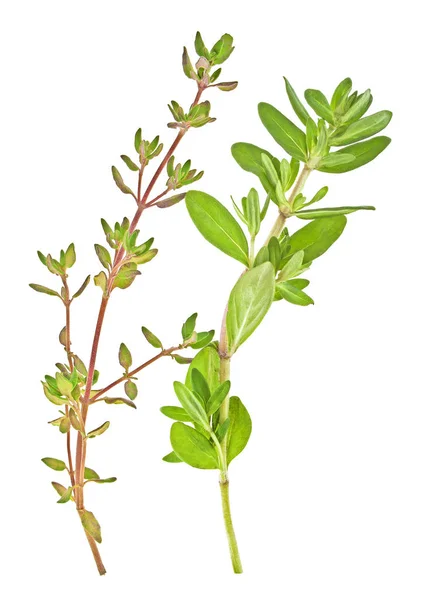 Sprigs of thyme against white background, Spices. — Stock Photo, Image