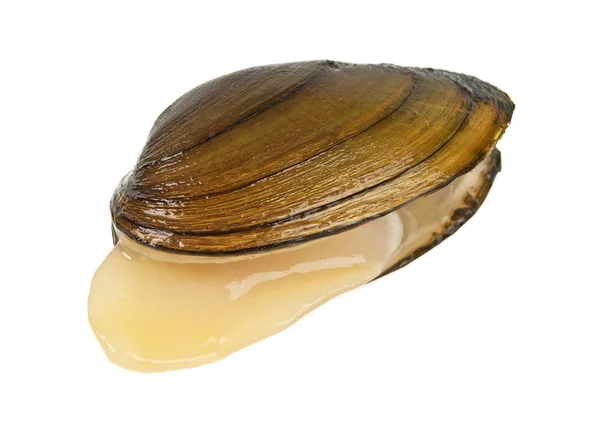 Clam isolated on a white background — Stock Photo, Image