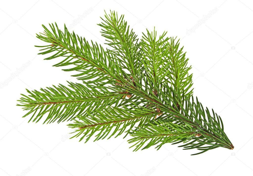 Pine tree branch isolated on white background