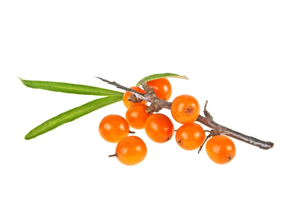 Sea buckthorn berries branch on a white background — Stock Photo, Image