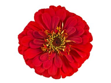 Beyaz arka plan üzerinde üstten görünüm izole kırmızı zinnia çiçeği