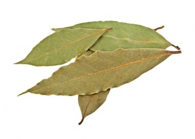 Beyaz arka plan üzerinde Bay defne yaprakları