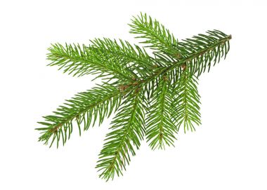 beyaz zemin üzerine köknar dalı