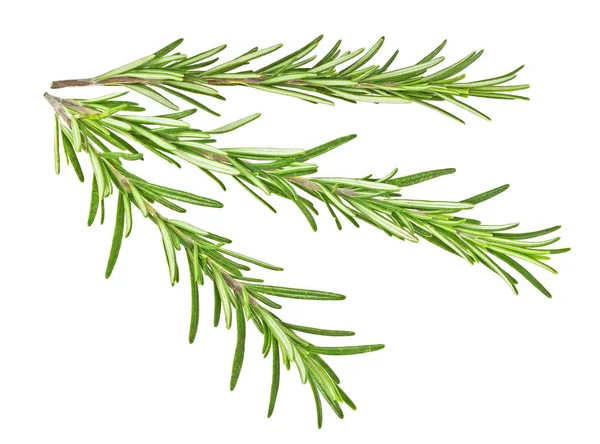 Dal biberiye beyaz bir arka plan üzerinde izole