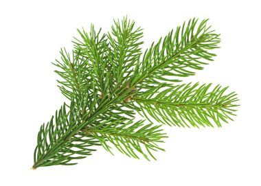 Beyaz arkaplanda köknar ağacı dalı izole