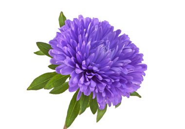 Aster çiçek beyaz zemin üzerine