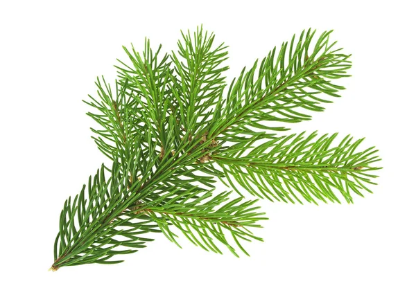 Beyaz arkaplanda köknar ağacı dalı izole