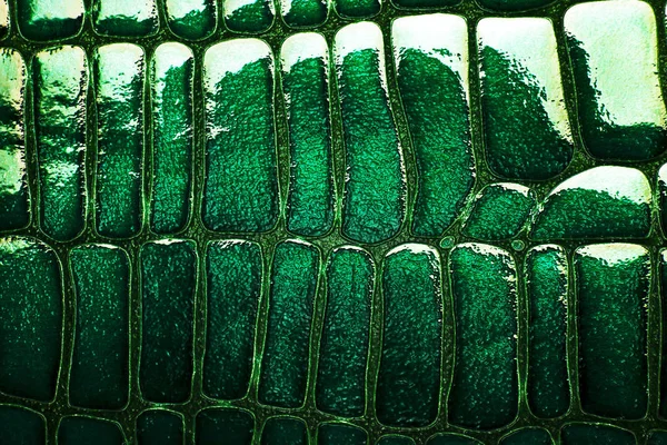 Textura de crocodilo de couro abstrato para fundo — Fotografia de Stock