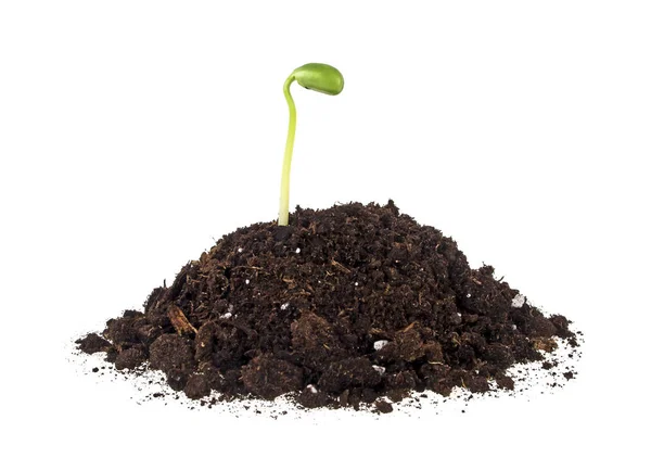 白い背景に分離した土壌における大豆の植物 — ストック写真