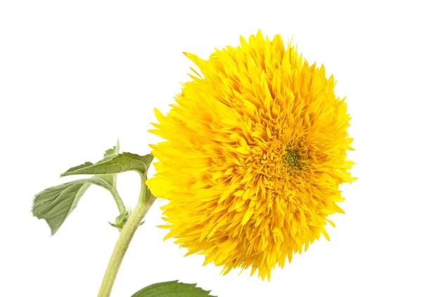 Květ z dekorativní slunečnice izolovaných na bílém pozadí — Stock fotografie