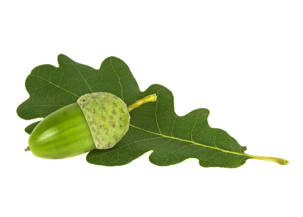 Fresh green acorn with oak leaf isolated on a white background Stock Picture