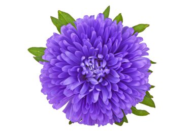 Aster çiçek beyaz zemin üzerine