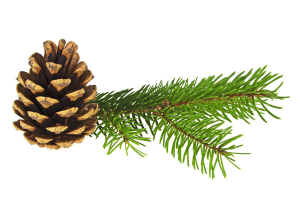 Fir tree branch and cone isolated on a white background