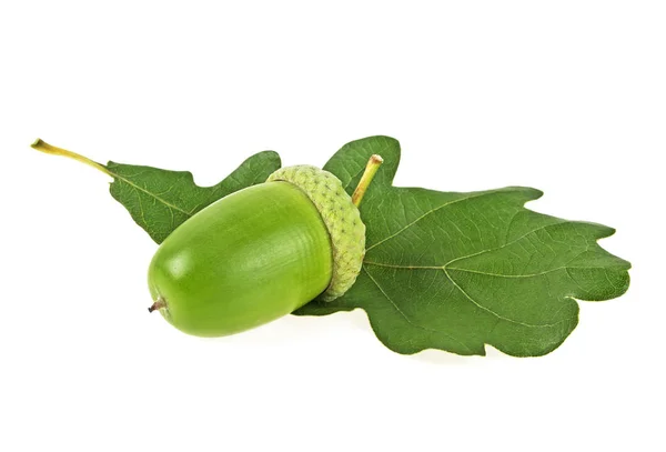 Green acorn with green leaf isolated on a white background — Stock Photo, Image