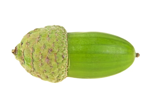 One green acorn isolated on a white background — Stock Photo, Image