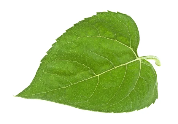 Świeży liść słonecznika na białym tle na białym tle — Zdjęcie stockowe