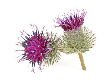 dulavratotu çiçekleri beyaz zemin üzerine