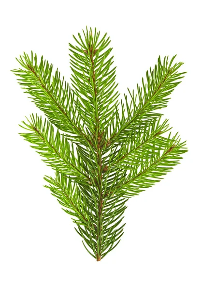 Beyaz arkaplanda izole edilmiş köknar dalı