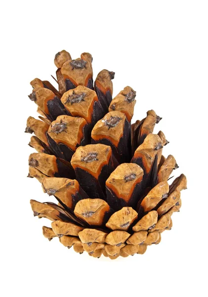 Single pine cone on white background — Stock Photo, Image