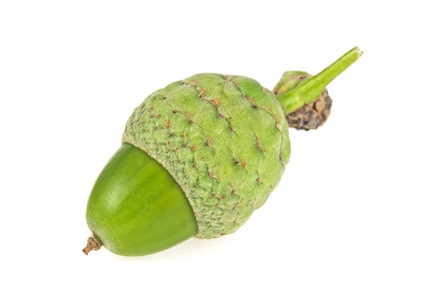 One green acorn on a white background — Stock Photo, Image