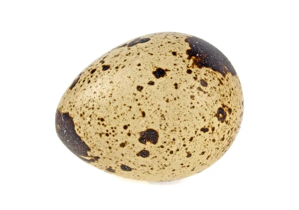 Beyaz bir arka plan üzerinde izole bir Bıldırcın yumurta