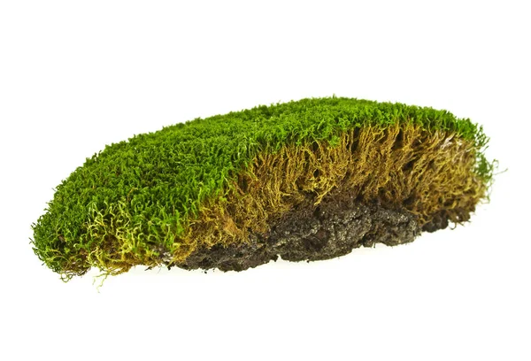 Groene mos geïsoleerd op een witte achtergrond, close-up — Stockfoto