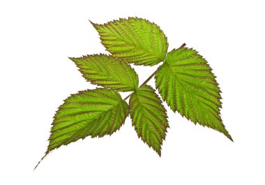 Beyaz bir arka plan üzerinde izole ahududu yaprağı