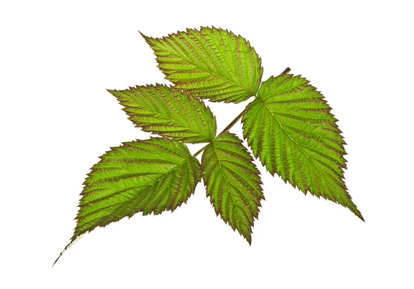 Beyaz bir arka plan üzerinde izole ahududu yaprağı