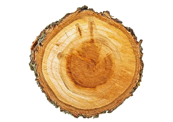 Corte transversal del tronco del árbol aislado sobre fondo blanco. Aprico —  Fotos de Stock