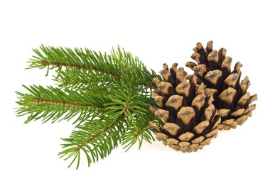 İki çam kozalakları ve köknar ağacı dalları beyaz bir arka planda bedeni