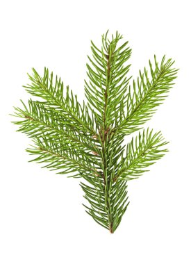 Ana dal beyaz arkaplanda izole edildi