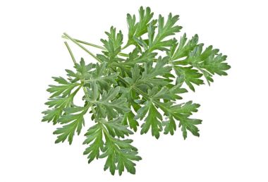 Sprigs of medicinal wormwood on a white background clipart