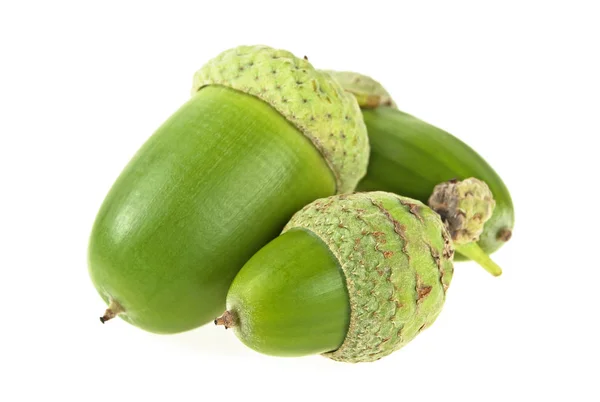 Green acorns isolated on a white background — Stock Photo, Image